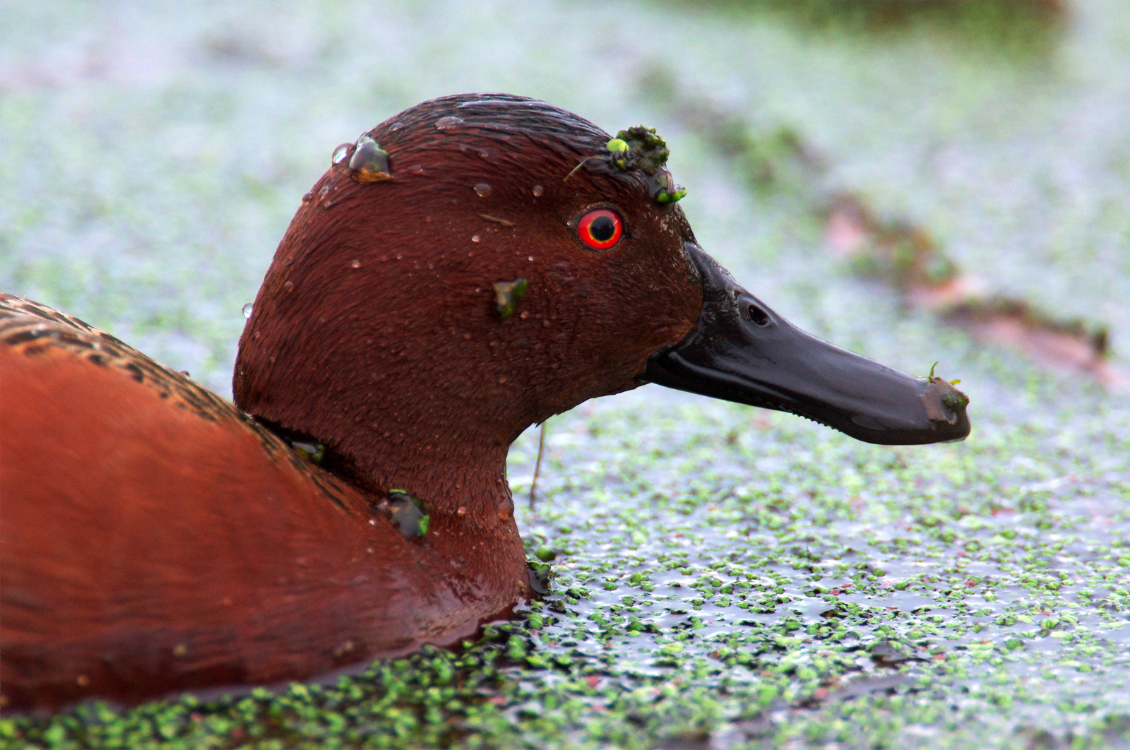 NW Bird Blog Cinnamon Teal